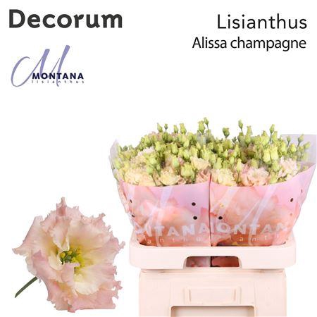 <h4>EUST G ALISSA CHAMPAGNE</h4>