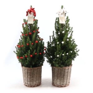 Picea gl. 'December'® P19 in Basket + Deco Sensation R&W + Bow R&W