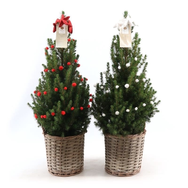 <h4>Picea gl. 'December'® P19 in Basket + Deco Sensation R&W + Bow R&W</h4>