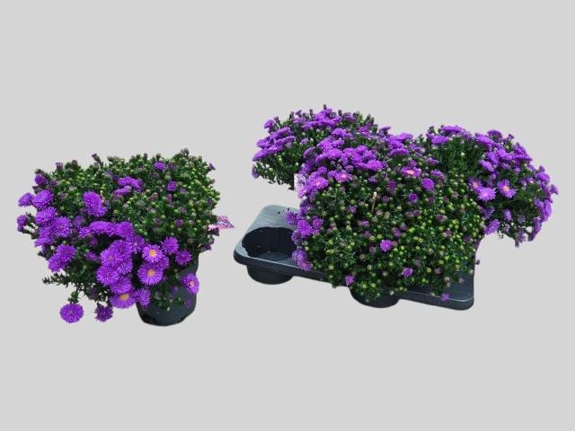 <h4>ASTER D AL D PURP LA</h4>