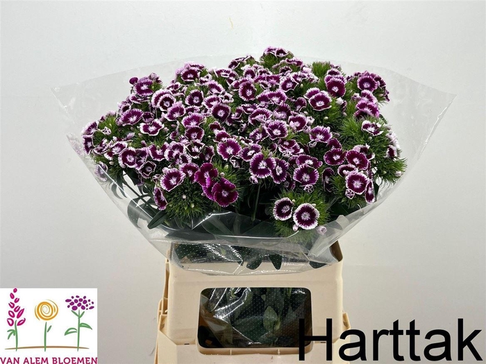 <h4>Di Barb Will Bic Purple</h4>