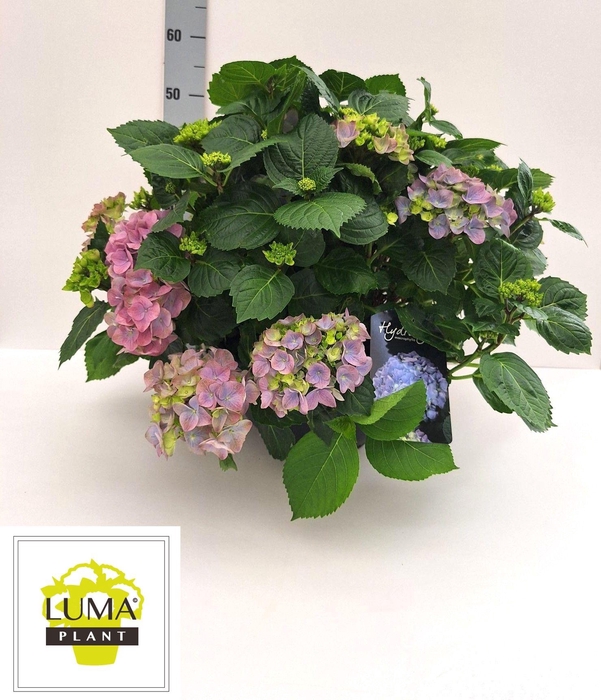 <h4>HYDR M HI RIVER</h4>