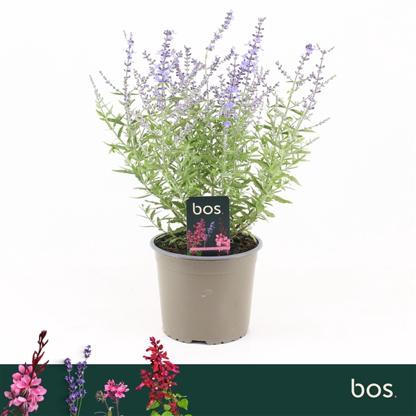 <h4>Perovskia Atriplicifolia, Bluesette</h4>