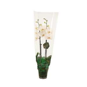 Signature Phal Lumion 2T16+