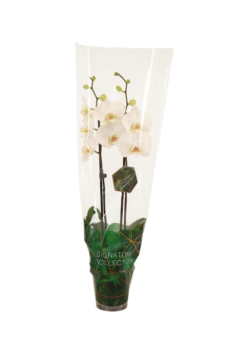 <h4>Signature Phal Lumion 2T16+</h4>