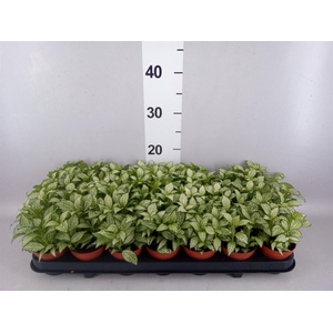Fittonia  'Mosaic White Forest Fla'