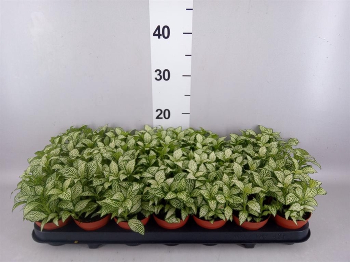 <h4>Fittonia  'Mosaic White Forest Fla'</h4>