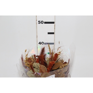 PLANTA SECA BUQUE VARIADO CELOSIA OUTONO 40CM