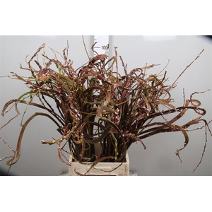 Salix Sekka Bandwilg