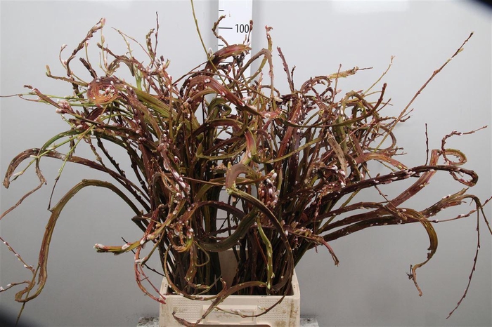 <h4>Salix Sekka Bandwilg</h4>