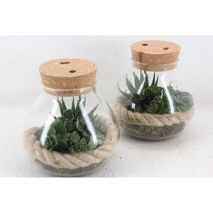 arr3 SN - Terrarium kurk dop LED