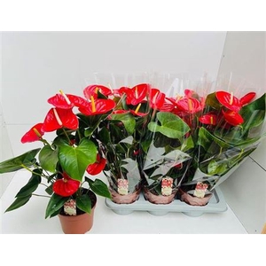 Anthurium (Andreanum Grp) Idaho
