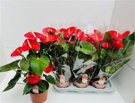 <h4>Anthurium (Andreanum Grp) Idaho</h4>