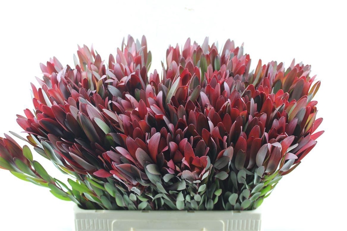 <h4>Leucad Saf Sunset Ex</h4>