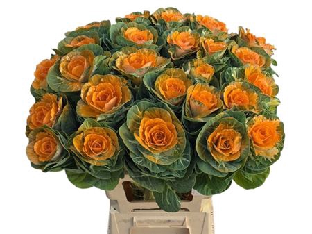 <h4>Brass Klb Orange</h4>