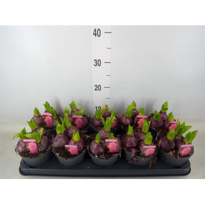 Hyacinthus orie. 'Pearl Pink'