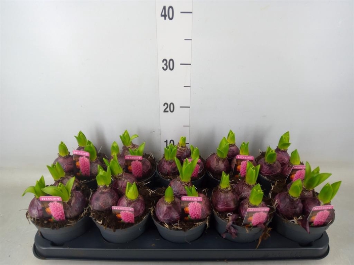 <h4>Hyacinthus orie. 'Pearl Pink'</h4>