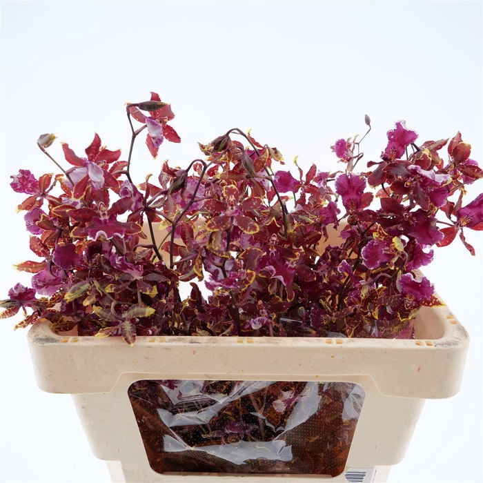 <h4>Oncidium Red Cat S</h4>