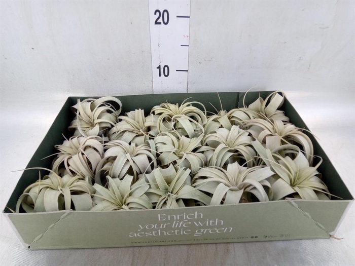 <h4>Tillandsia xerographica</h4>