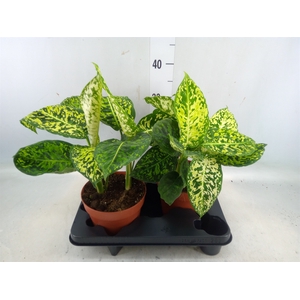 Dieffenbachia  'Reflector'