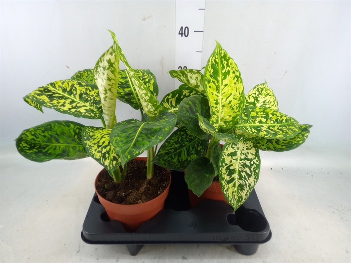 <h4>Dieffenbachia  'Reflector'</h4>