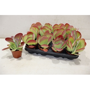 Kalanchoe Thyrsifl