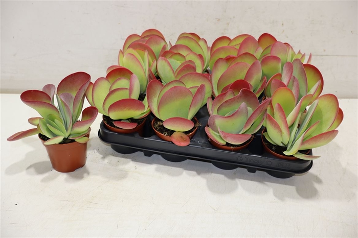 <h4>Kalanchoe Thyrsifl</h4>