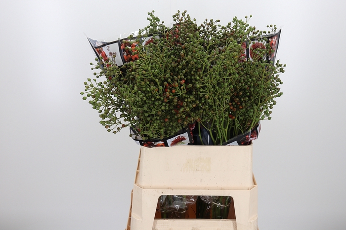 <h4>Rosa Aut Rosefruits</h4>