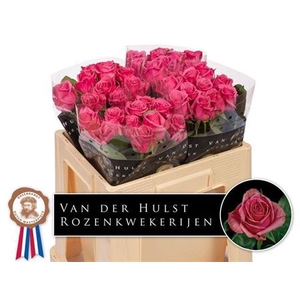 Rosa a grande fleur Kiss Me Kate