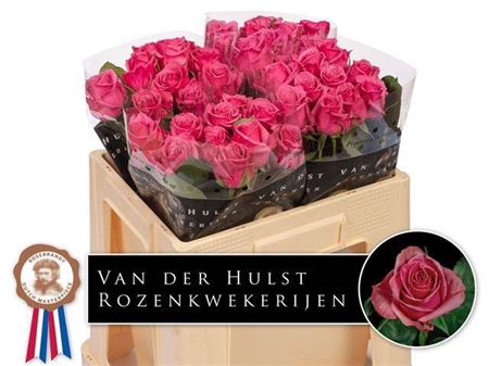 <h4>Rosa a grande fleur Kiss Me Kate</h4>