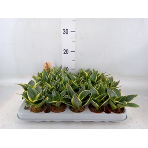 Sansevieria trifa. 'Golden Hahnii'