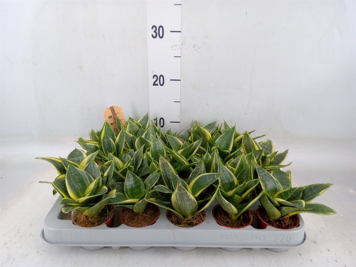 <h4>Sansevieria trifa. 'Golden Hahnii'</h4>