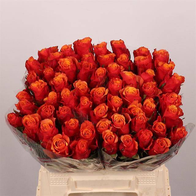 <h4>R Gr Espana Extra Tima</h4>