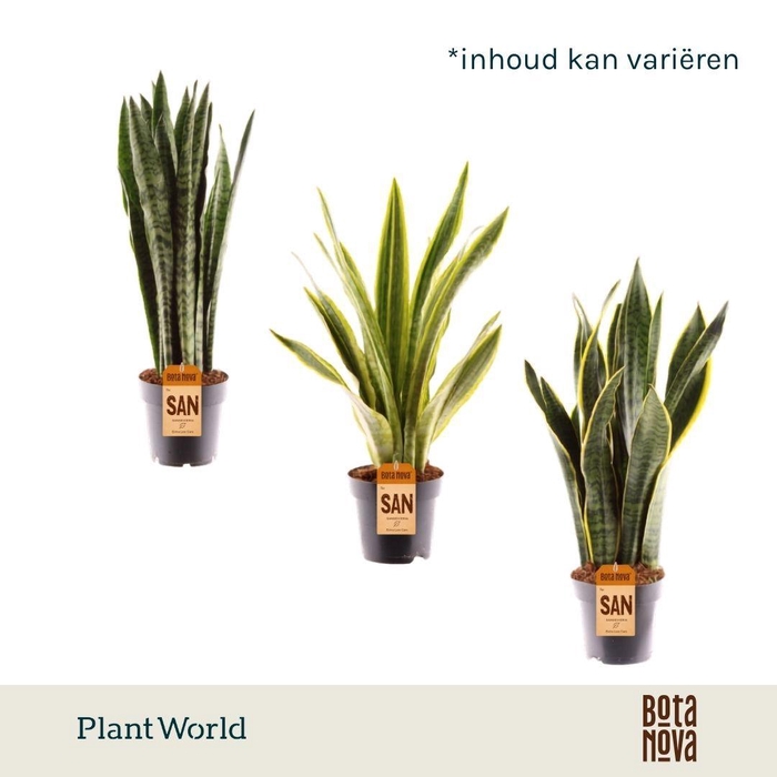 <h4>Sansevieria mix</h4>