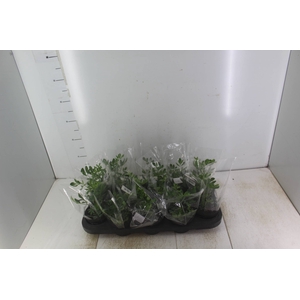 ERVAS AROMATICAS P11
