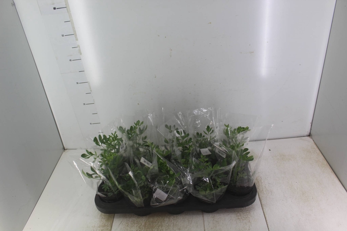 <h4>ERVAS AROMATICAS P11</h4>
