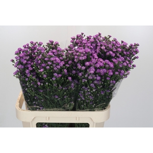 Aster Baby Pink