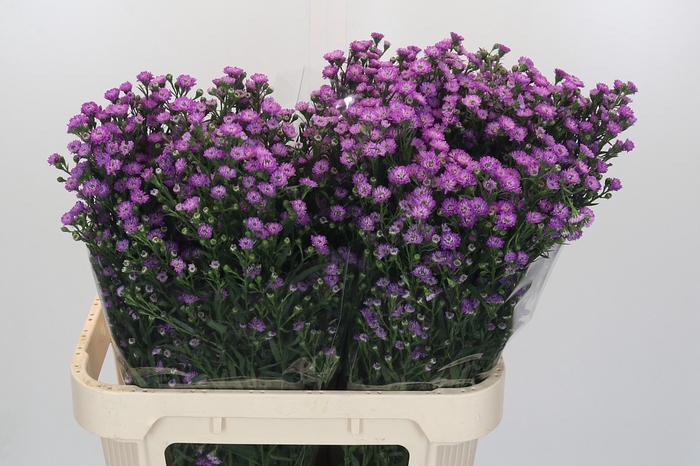 <h4>Aster Baby Pink</h4>
