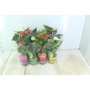 ANTHURIUM VARIADO P09