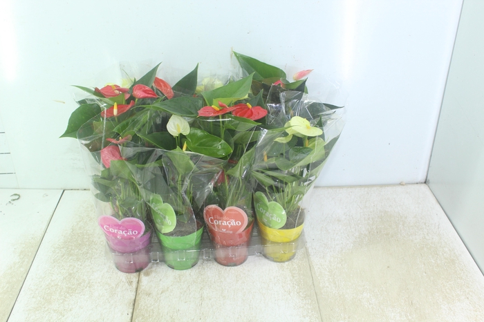 <h4>ANTHURIUM VARIADO P09</h4>