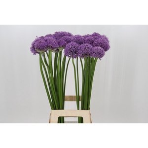 Allium Gladiator