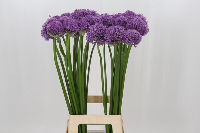 <h4>Allium Gladiator</h4>