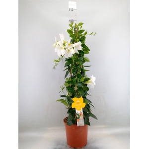 Mandevilla sand. 'SumStar White'