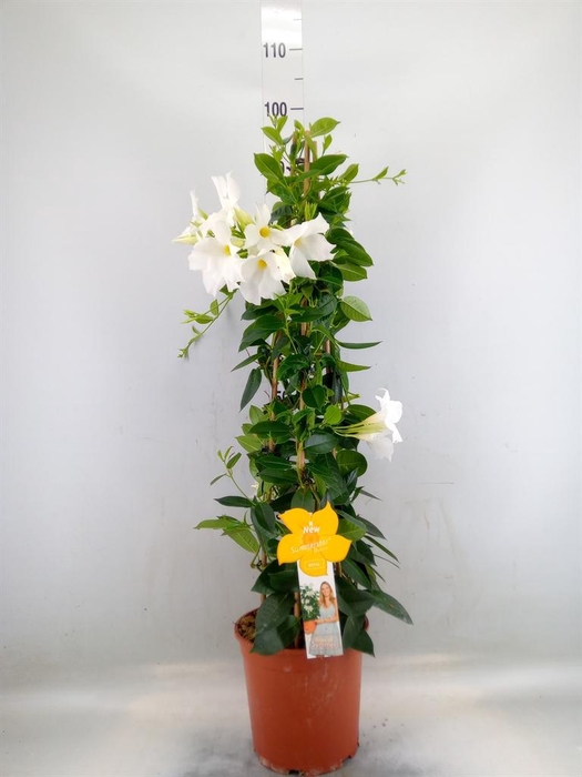 <h4>Mandevilla sand. 'SumStar White'</h4>
