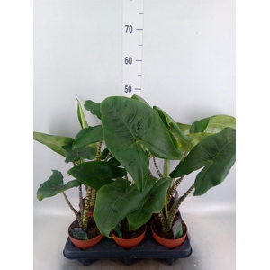 Alocasia zebrina