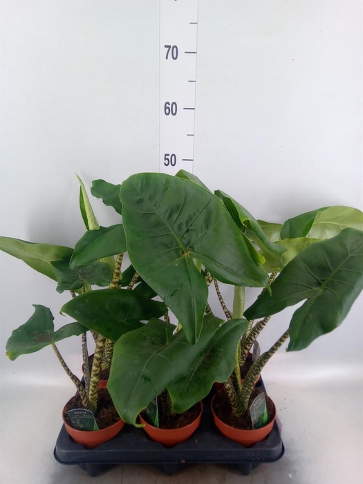 <h4>Alocasia zebrina</h4>
