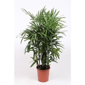 Rhapis excelsa