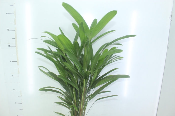 <h4>PALMEIRA RAPHIS P17</h4>