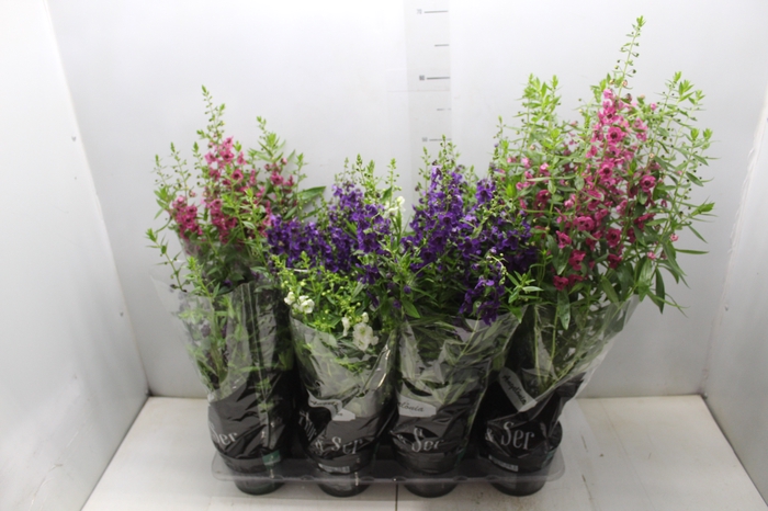 <h4>ANGELONIA P14 VARIADO</h4>