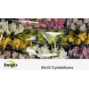 CYMB T GEMENGD 60 CM Bajo